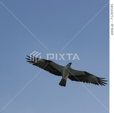 Caribbean seagull fly freely at the sky 71264585