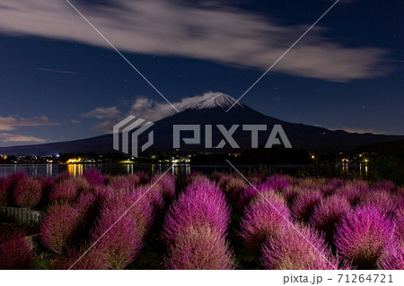 山梨県 月夜の大石公園 コキアと富士山の写真素材