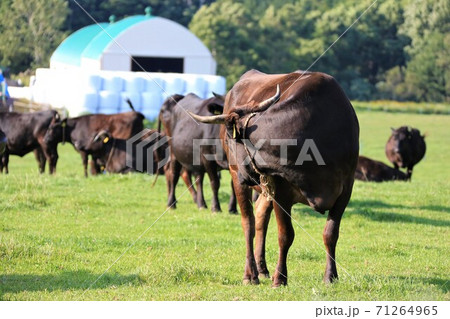 和牛 和牛 71264965