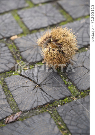 信州小布施(栗の小径) 信州小布施(栗の小径) 71265115