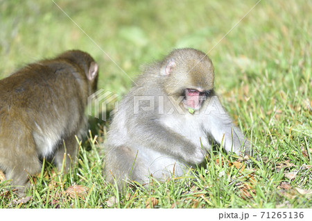 上高地の野生の猿の写真素材