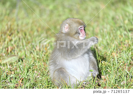 上高地の野生の猿の写真素材