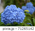 雨の紫陽花 71265142