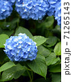 雨の紫陽花 71265143