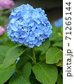 雨の紫陽花 71265144