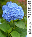 雨の紫陽花 71265145