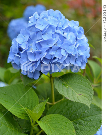 雨の紫陽花 雨の紫陽花 71265145