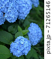 雨の紫陽花 71265146