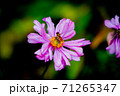 花と虫 花と虫 71265347