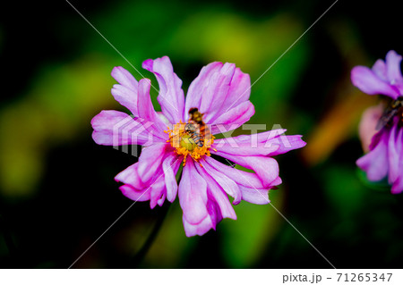 花と虫 花と虫 71265347
