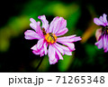 花と虫 花と虫 71265348