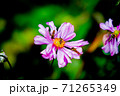 花と虫 花と虫 71265349