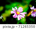 花と虫 花と虫 71265350
