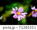 花と虫 花と虫 71265351