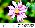 花と虫 花と虫 71265352