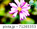 花と虫 花と虫 71265353