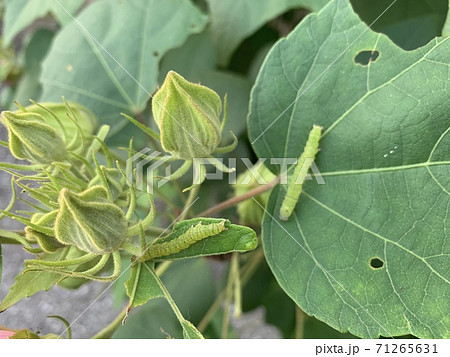 緑の葉の上にいる青虫(毛虫)/The caterpillars are on the leaves 緑の葉の上にいる青虫(毛虫)/The caterpillars are on the leaves 71265631