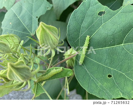 緑の葉の上にいる青虫(毛虫)/The caterpillars are on the leaves 緑の葉の上にいる青虫(毛虫)/The caterpillars are on the leaves 71265632