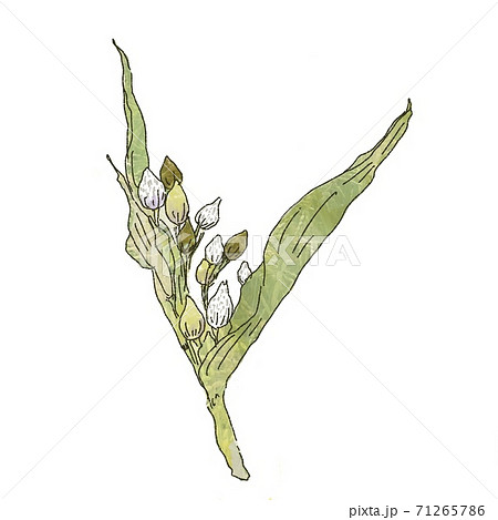 ハトムギ 71265786