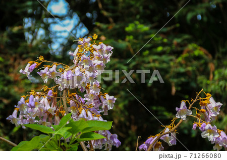Lilac blooming Paulownia tomentosa tree (princess tree, empress tree, or foxglove-tree) 71266080