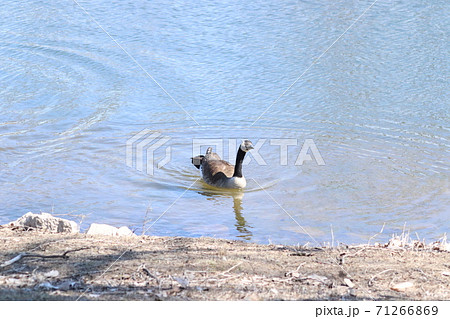 Wild Goose playing in the Ta-Ha-Zouka Park Wild Goose playing in the Ta-Ha-Zouka Park 71266869