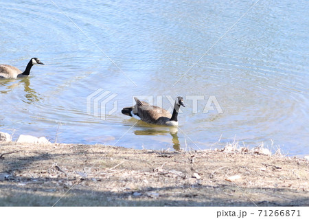 Wild Goose playing in the Ta-Ha-Zouka Park Wild Goose playing in the Ta-Ha-Zouka Park 71266871
