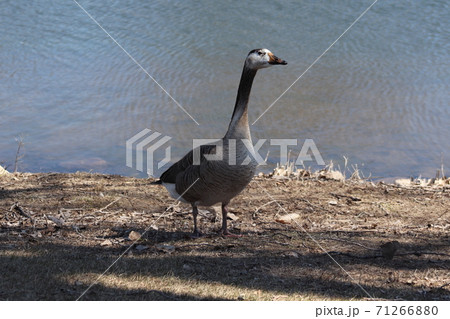 Wild Goose playing in the Ta-Ha-Zouka Park  71266880