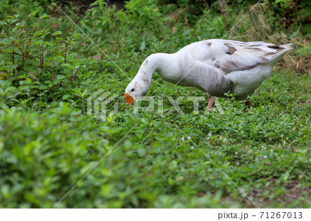 White goose is eatting grass in nature farm garden at thailand White goose is eatting grass in nature farm garden at thailand 71267013
