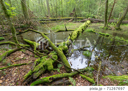 Deciduous stand rain after in summer Deciduous stand rain after in summer 71267697