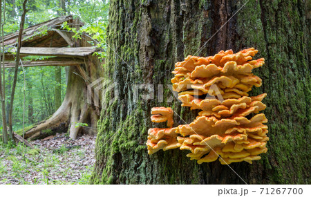 Old giant Sulphur Shelf 71267700