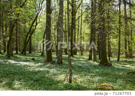 Juvenile hornbeam forest with flowering anemone 71267705