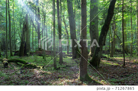 Misty deciduous stand before sunset 71267865