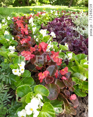 a flowerbed as linea from beautiful flowers with begonia 71268239