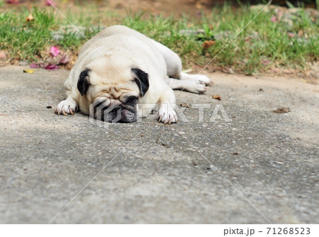 lovely white fat cute pug face portraits close up lying on the garden path floor outdoor making sad face taking sunbath with country home surrounding blur background 71268523