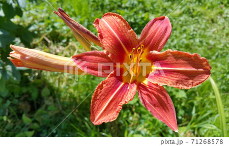 Beautiful Orange Day-Lily (Hemerocallis Fulva) on a sunny summer garden 71268578
