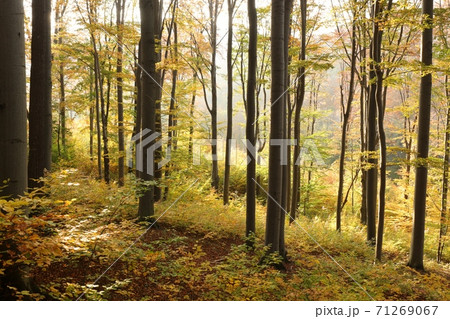 Autumn beech forest on the mountain slope illuminated by the late sun 71269067