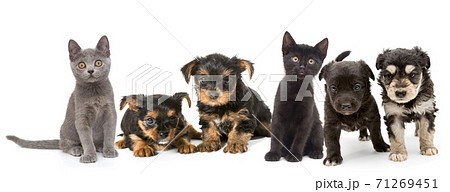 Puppies and kittens of different breeds Puppies and kittens of different breeds 71269451