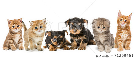 Portrait of small kittens and puppies Portrait of small kittens and puppies 71269461