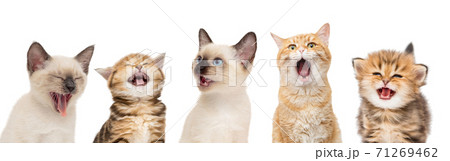 Row of funny kittens Row of funny kittens 71269462