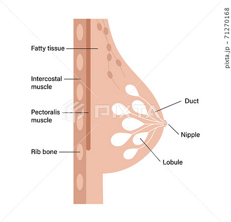 Breast disease concept Breast disease concept 71270168