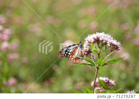 旅する蝶々 アサギマダラとフジバカマ 旅する蝶々 アサギマダラとフジバカマ 71270287