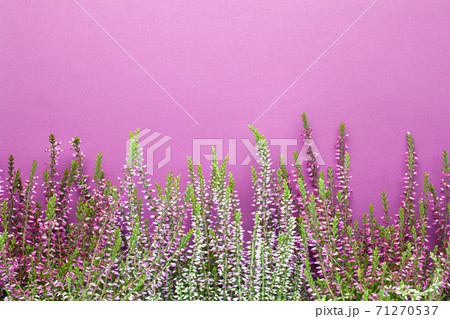 Heather Flowers (Calluna Vulgaris) On Purple Background Heather Flowers (Calluna Vulgaris) On Purple Background 71270537