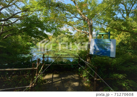 高知県北川村のモネの庭風景 71270608