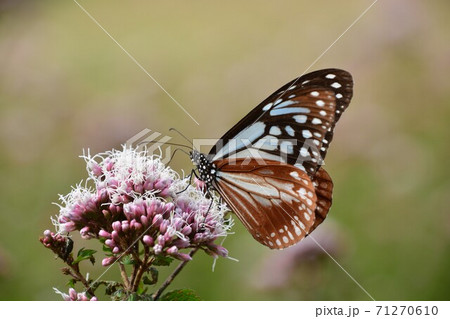 海を渡る蝶々 フジバカマにアサギマダラのアップ 海を渡る蝶々 フジバカマにアサギマダラのアップ 71270610