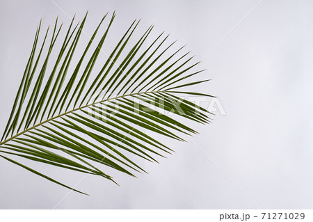 Palm branch isolated on white. 71271029