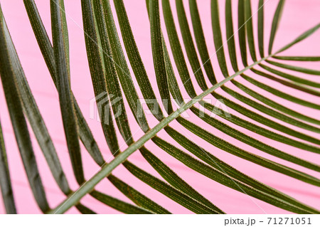Close-up plant with green leaves. 71271051