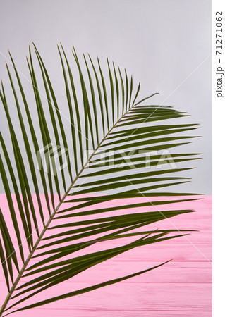 Green plant with slim leaves. Green plant with slim leaves. 71271062