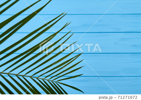 Close-up green branch. Close-up green branch. 71271072