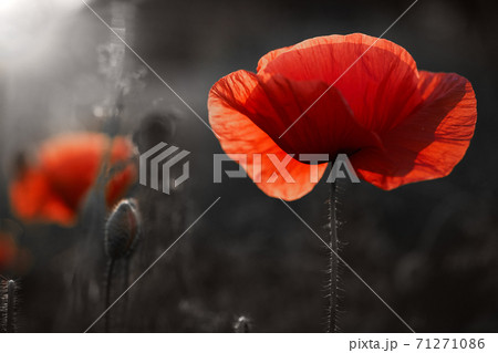 Red poppies flowers field for Remembrance day. 71271086