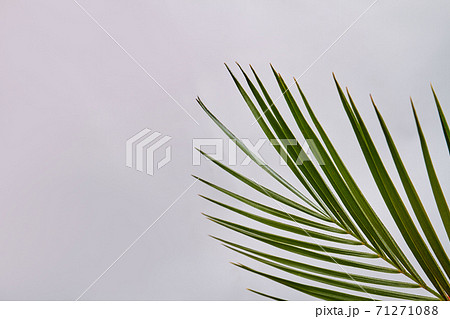 Green plant isolated on white. 71271088